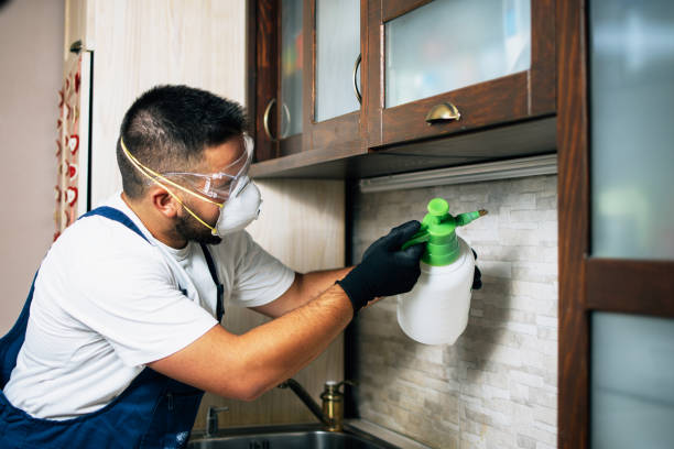 Wasp Removal Services in Seymour, TX