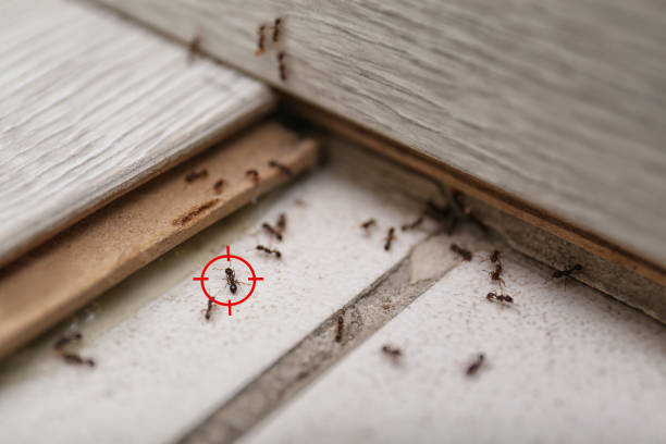 Best Exterminator Services  in Seymour, TX