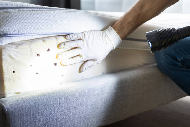 Best Wasp Removal Services  in Seymour, TX