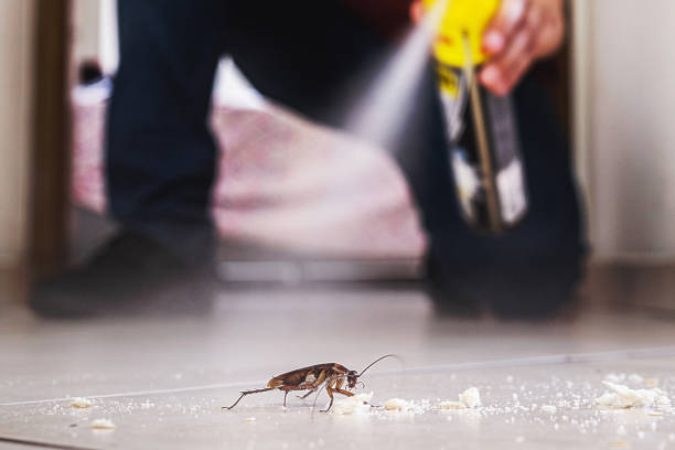 Best Termite Control Services  in Seymour, TX