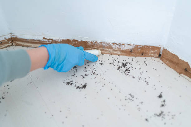 Pest Control for Restaurants in Seymour, TX