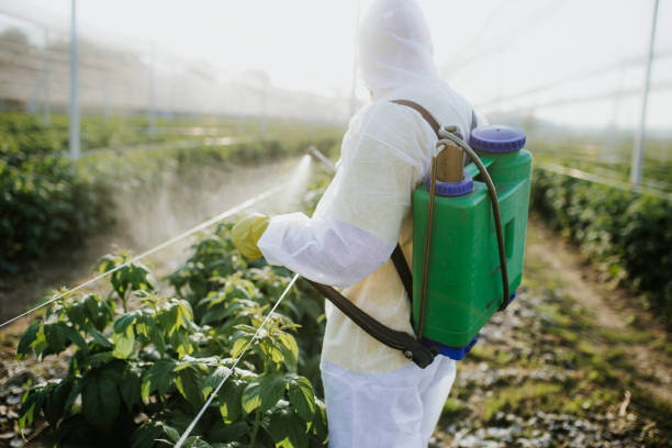Best Local Pest Control Services  in Seymour, TX